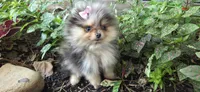 Wren, a female Pomeranian for sale in Chattanooga, TN – 3 of 3
