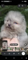 Prince Caspian, a male Pomeranian for sale in Chattanooga, TN – 3 of 4