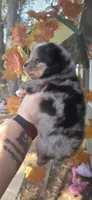 Five, a male Pomeranian for sale in Chattanooga, TN – 4 of 5