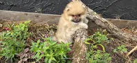 Timberland , a male Pomeranian for sale in Chattanooga, TN – 5 of 5