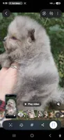 Prince Caspian, a male Pomeranian for sale in Chattanooga, TN – 2 of 4