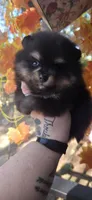Clairee, a female Pomeranian for sale in Chattanooga, TN – 2 of 3