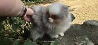 Finnick, a male Pomeranian for sale in Chattanooga, TN – 2 of 3