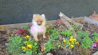 Nxy, a female Pomeranian for sale in Chattanooga, TN – 2 of 4