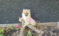 Nxy, a female Pomeranian for sale in Chattanooga, TN – 4 of 4