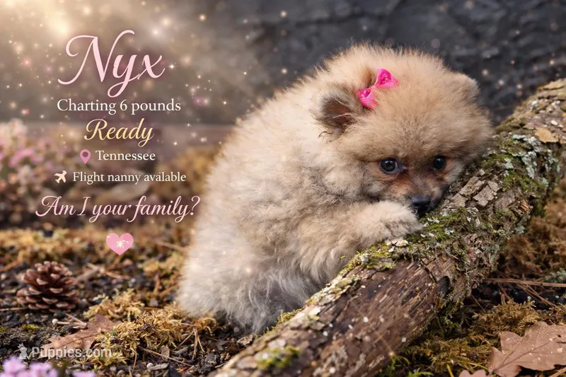 Nxy – Pomeranian puppy for sale in Chattanooga, TN