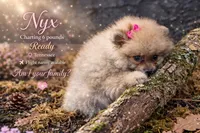 Nxy, a female Pomeranian for sale in Chattanooga, TN – Photo 1 of 2