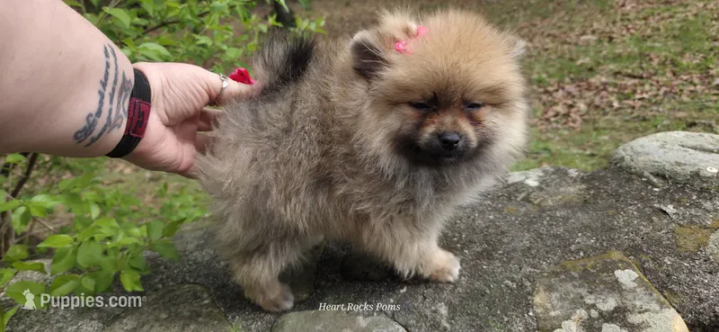 Nxy – Pomeranian puppy for sale in Chattanooga, TN