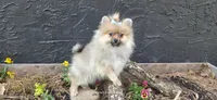 Nxy, a female Pomeranian for sale in Chattanooga, TN – Photo 1 of 4