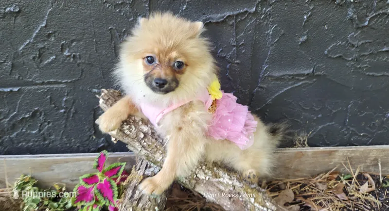 Nxy – Pomeranian puppy for sale in Chattanooga, TN