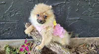 Nxy, a female Pomeranian for sale in Chattanooga, TN – 1 of 4