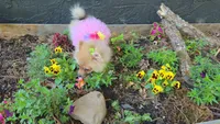 Nxy, a female Pomeranian for sale in Chattanooga, TN – 3 of 4