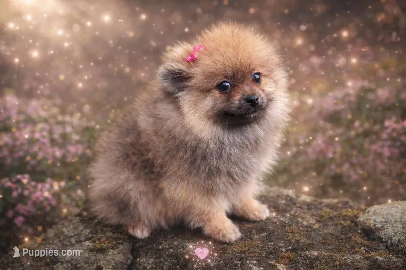 Nxy – Pomeranian puppy for sale in Chattanooga, TN