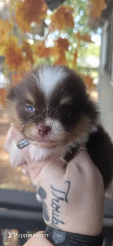 Holt – Pomeranian puppy on hold in Chattanooga, TN