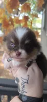Holt, a male Pomeranian for sale in Chattanooga, TN – 1 of 4