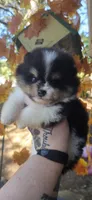 Owen, a male Pomeranian for sale in Chattanooga, TN – 2 of 4