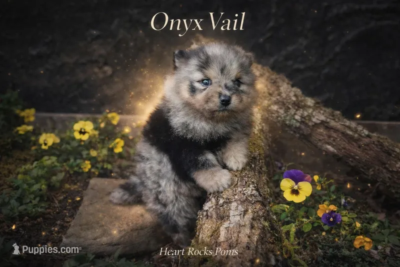 Onyx  – Pomeranian puppy for sale in Chattanooga, TN