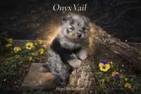 Onyx , a male Pomeranian for sale in Chattanooga, TN – Photo 1 of 6