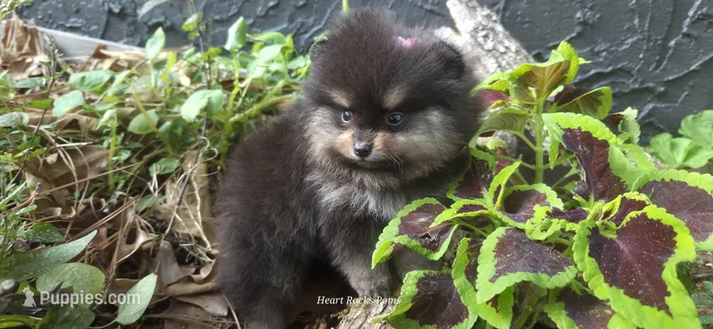 Ouiser – Pomeranian puppy for sale in Chattanooga, TN