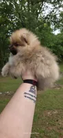 Timberland , a male Pomeranian for sale in Chattanooga, TN – 3 of 5