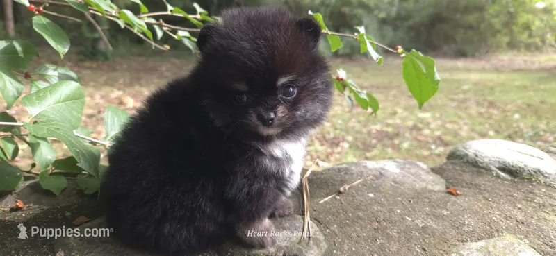 Nash – Pomeranian puppy for sale in Chattanooga, TN