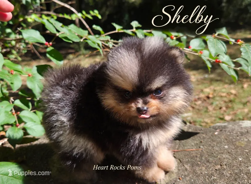 Shelby – Pomeranian puppy for sale in Chattanooga, TN