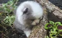 Finnick, a male Pomeranian for sale in Chattanooga, TN – 2 of 2