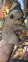 Jackson, a male Pomeranian for sale in Chattanooga, TN – 4 of 5