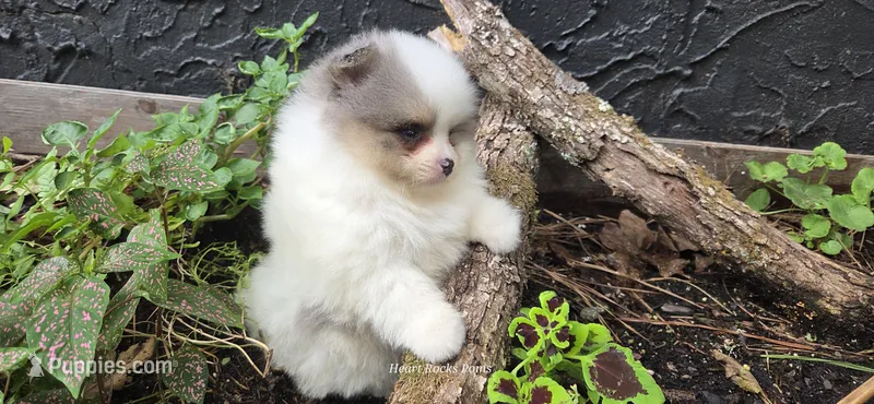 Indigo – Pomeranian puppy for sale in Chattanooga, TN