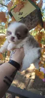 Moxie, a female Pomeranian for sale in Chattanooga, TN – 2 of 3