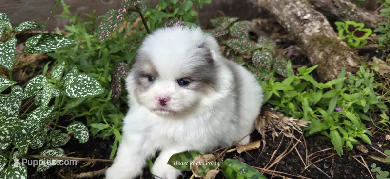 Indigo – Pomeranian puppy for sale in Chattanooga, TN