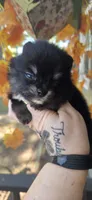 Nash, a male Pomeranian for sale in Chattanooga, TN – 2 of 2