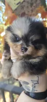 Shelby, a male Pomeranian for sale in Chattanooga, TN – 3 of 4