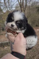 Milan, a male Pomeranian for sale in Chattanooga, TN – Photo 1 of 4