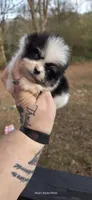 Milan, a male Pomeranian for sale in Chattanooga, TN – Photo 2 of 4