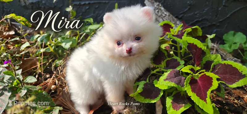 Mira – Pomeranian puppy for sale in Chattanooga, TN