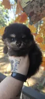 Ouiser, a female Pomeranian for sale in Chattanooga, TN – 2 of 2