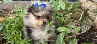 Freya, a female Pomeranian for sale in Chattanooga, TN – 3 of 4