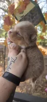 Huck, a male Pomeranian for sale in Chattanooga, TN – 4 of 5