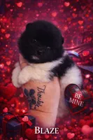Blaze , a male Pomeranian for sale in Chattanooga, TN – Photo 1 of 3