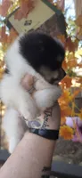 Owen, a male Pomeranian for sale in Chattanooga, TN – 4 of 4