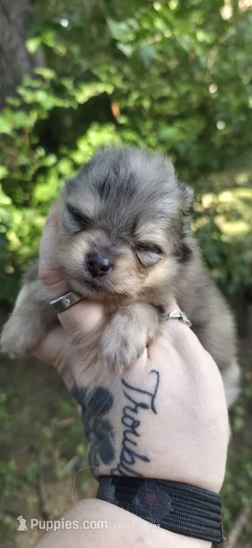Freya – Pomeranian puppy for sale in Chattanooga, TN