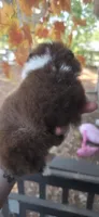 Holt, a male Pomeranian for sale in Chattanooga, TN – 4 of 4