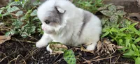 Indigo, a male Pomeranian for sale in Chattanooga, TN – 1 of 1