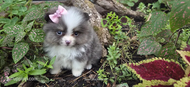 Poise – Pomeranian puppy for sale in Chattanooga, TN