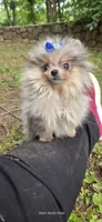 Firecracker, a female Pomeranian for sale in Chattanooga, TN – 4 of 5