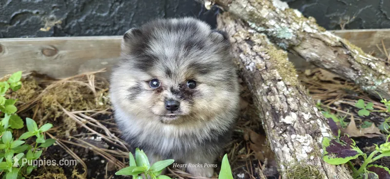Onyx  – Pomeranian puppy for sale in Chattanooga, TN
