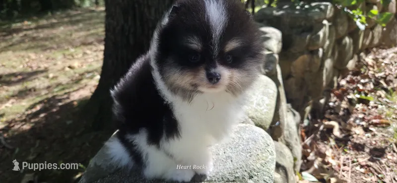 Owen – Pomeranian puppy for sale in Chattanooga, TN