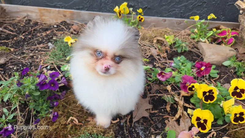 Runway – Pomeranian puppy for sale in Chattanooga, TN