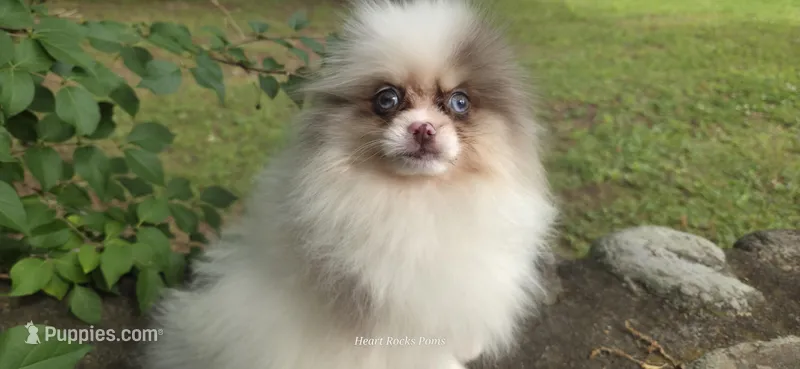 Runway – Pomeranian puppy for sale in Chattanooga, TN